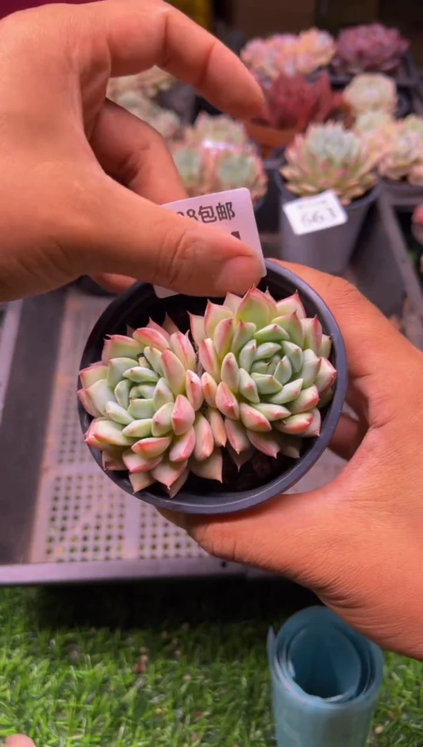 【闪购商品】多肉植物664