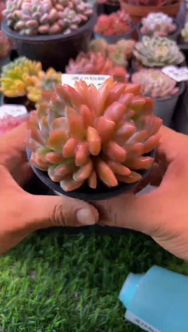 【闪购商品】多肉植物442