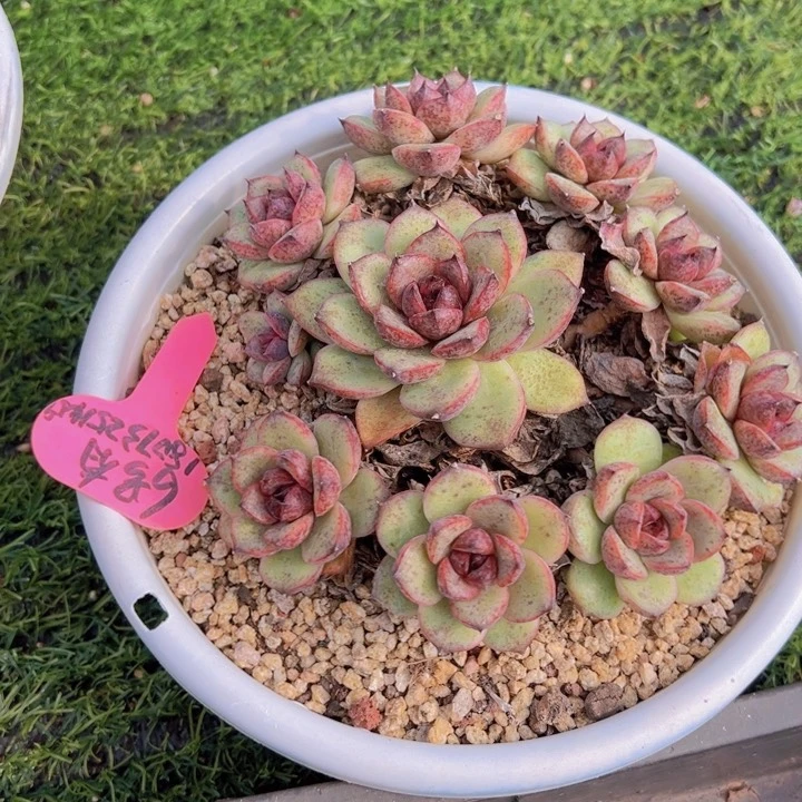 健健康康平平安安