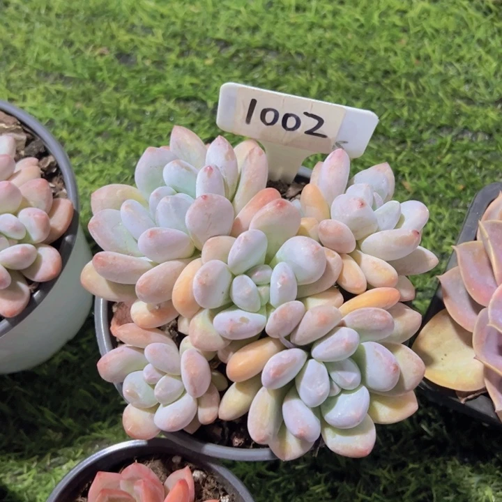 健健康康平平安安