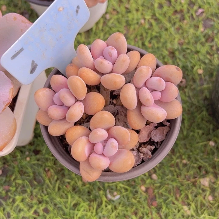 健健康康平平安安