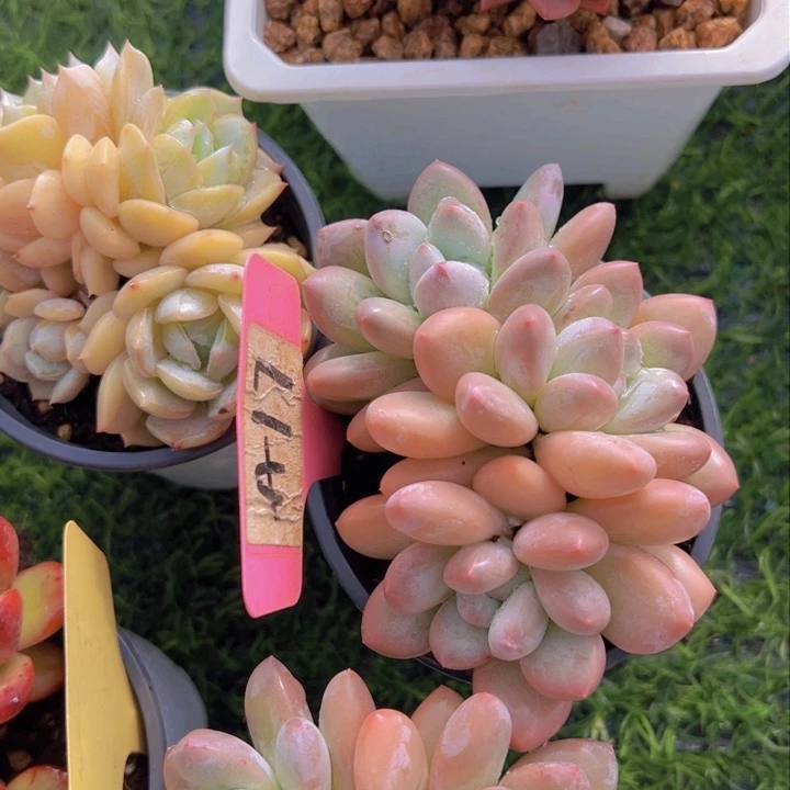 健健康康平平安安