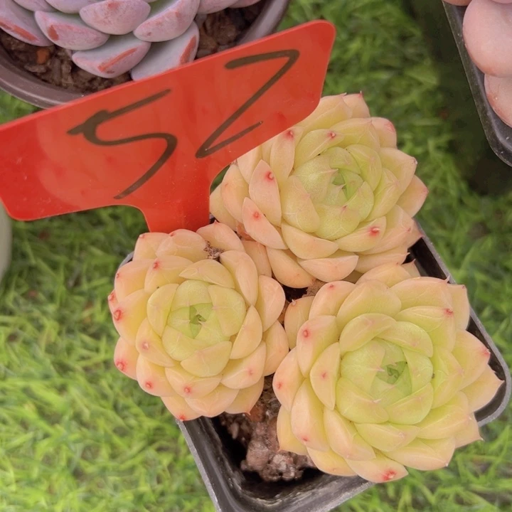 健健康康平平安安