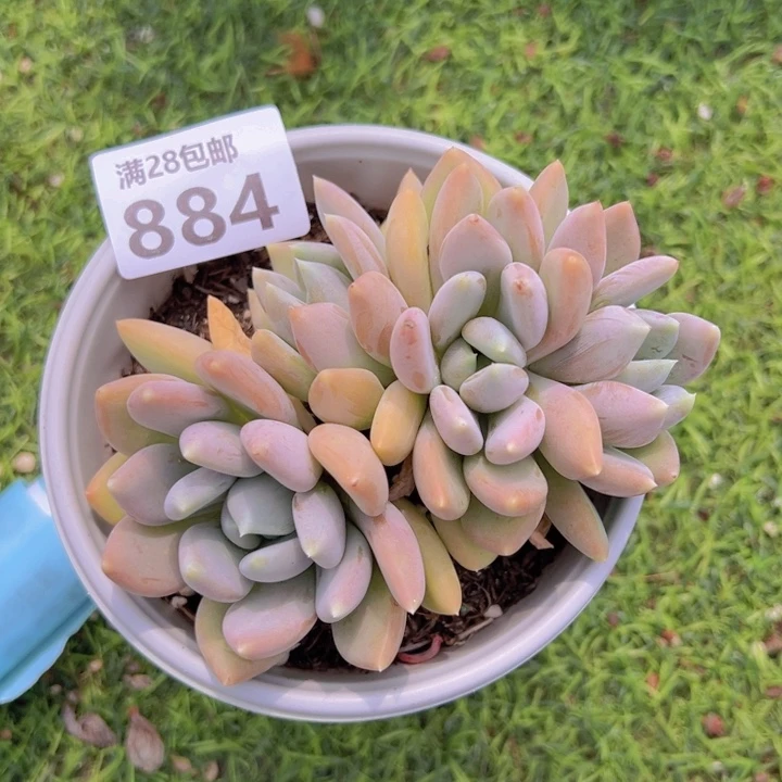 蜜**果胖美人一物一拍884