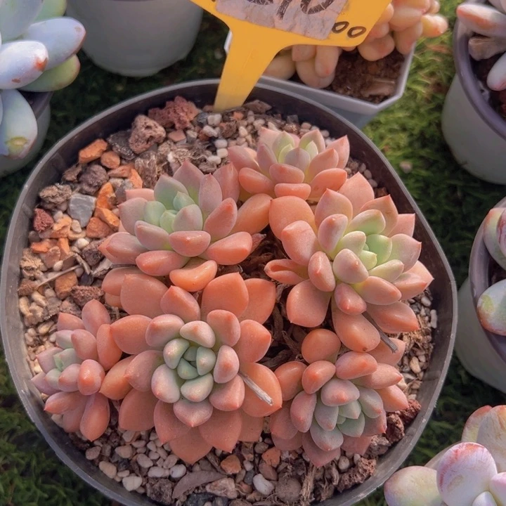 健健康康平平安安