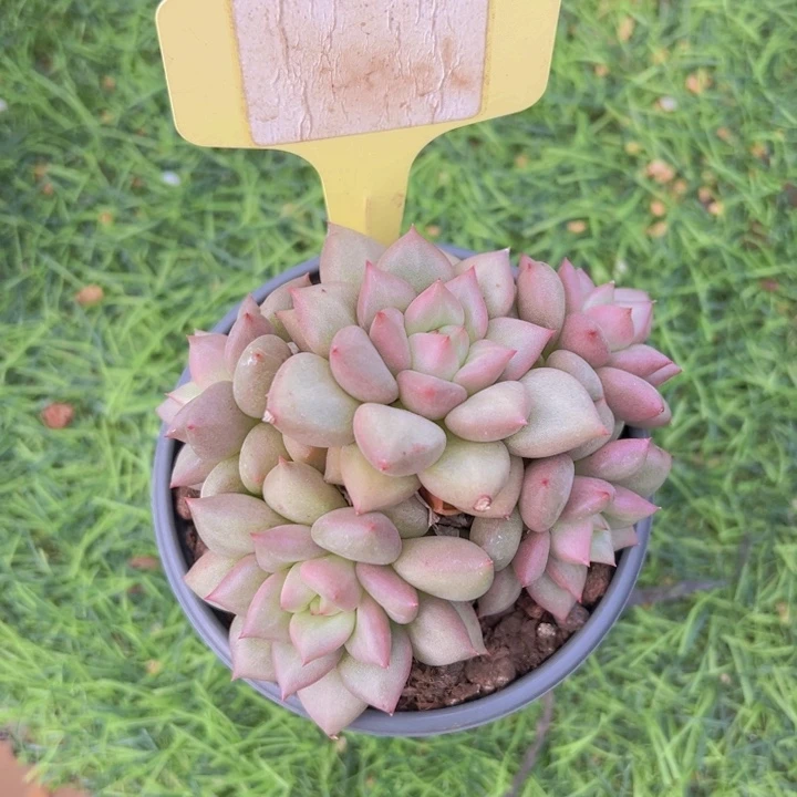 健健康康平平安安