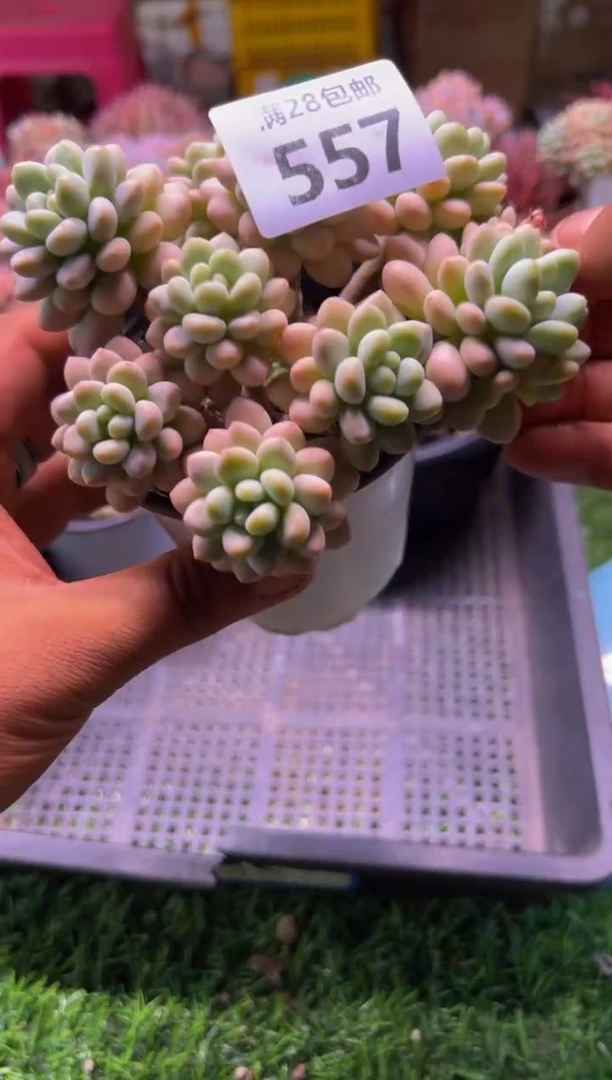 【闪购商品】多肉植物557