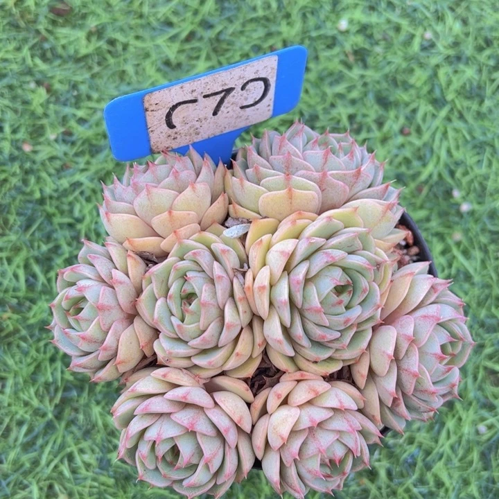 健健康康平平安安