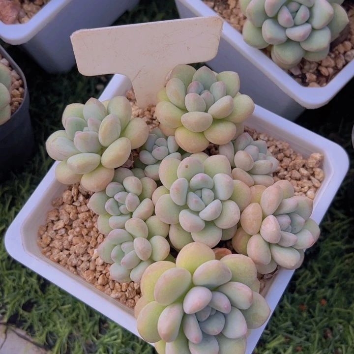 健健康康平平安安