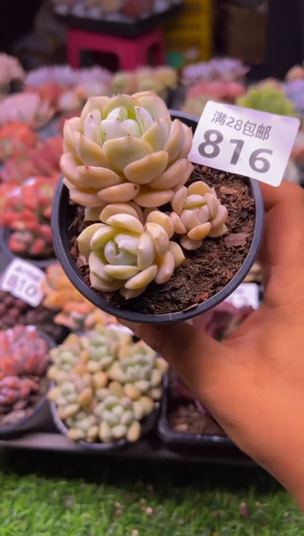 【闪购商品】多肉植物816