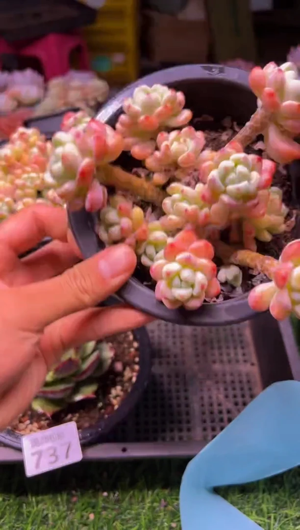 【闪购商品】多肉植物740