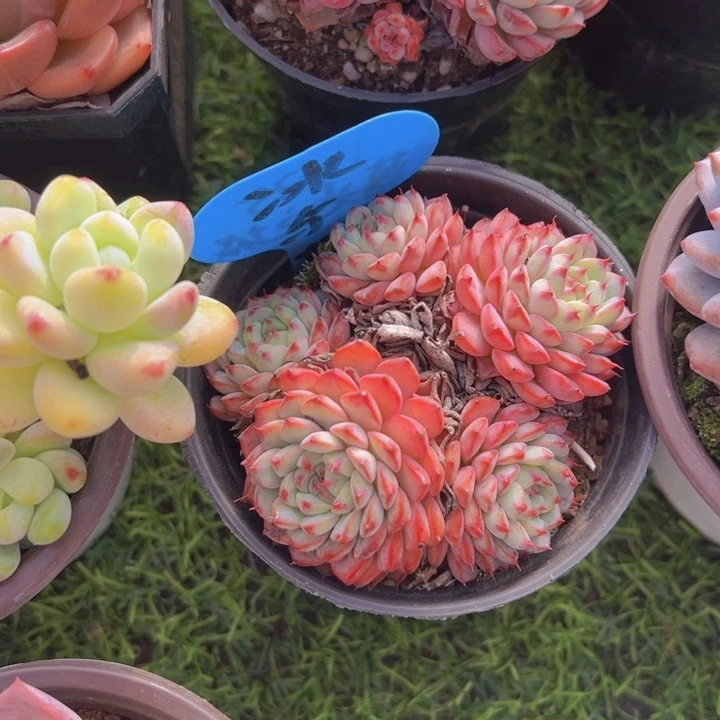 健健康康平平安安