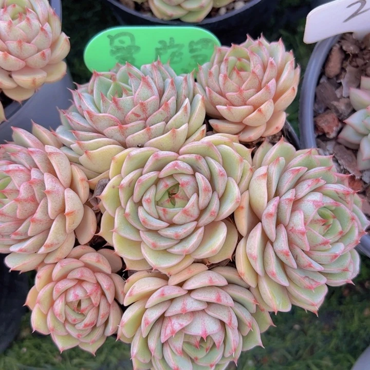 健健康康平平安安