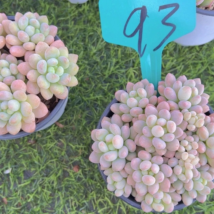 健健康康平平安安