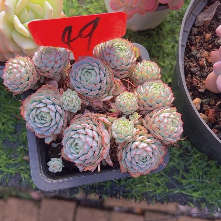 健健康康平平安安