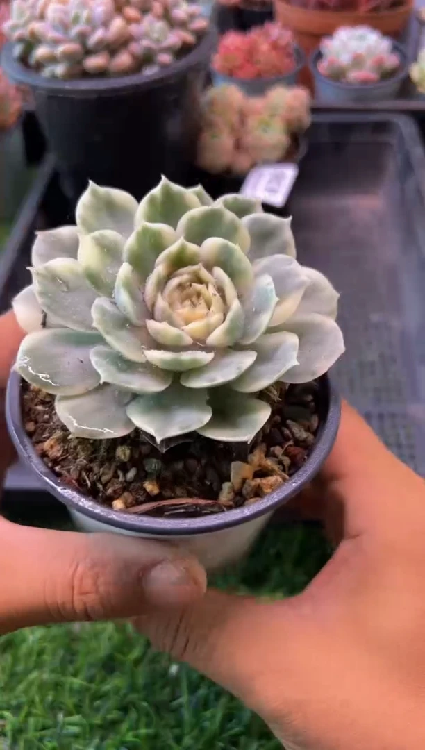 【闪购商品】多肉植物437