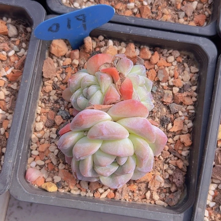 健健康康平平安安