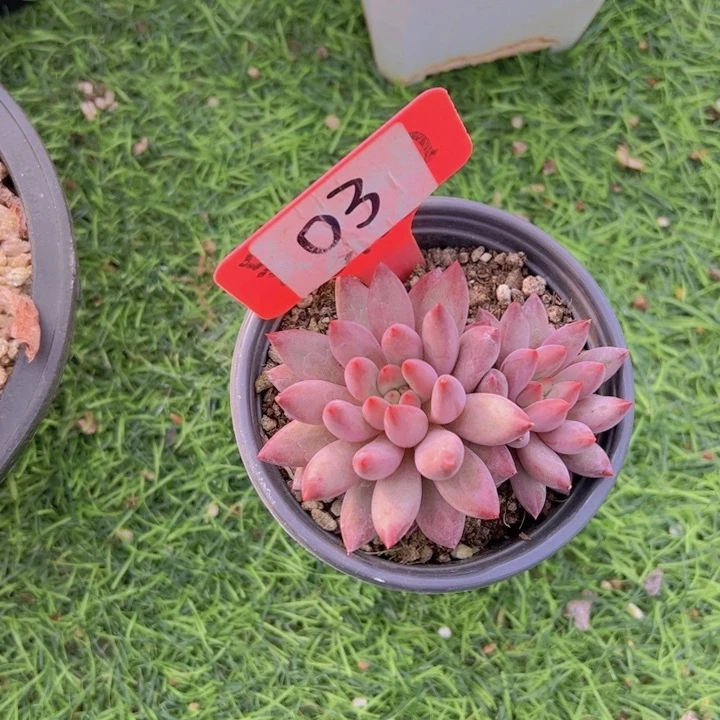 钱*多健健康康平平安安