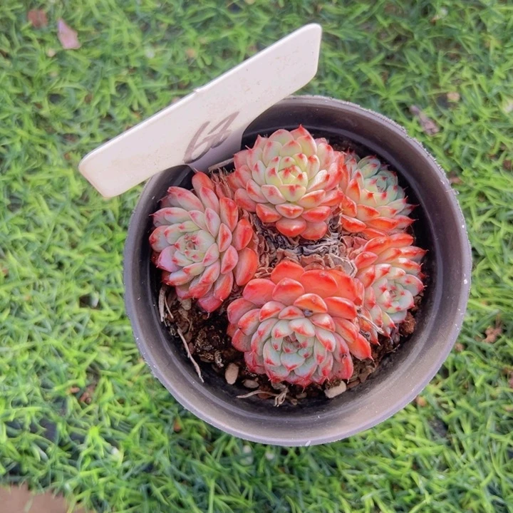 健健康康平平安安