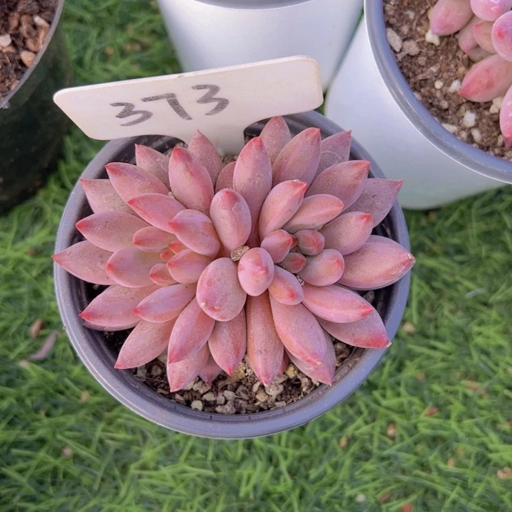 健健康康平平安安