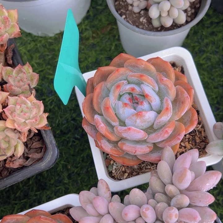 健健康康平平安安