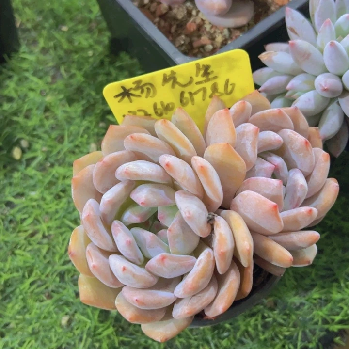 健健康康平平安安