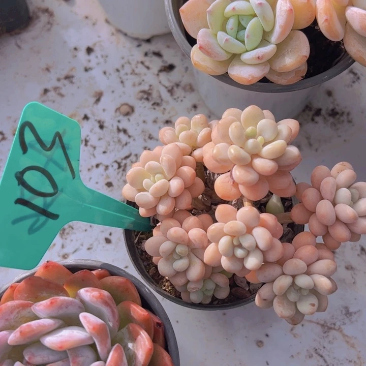 健健康康平平安安