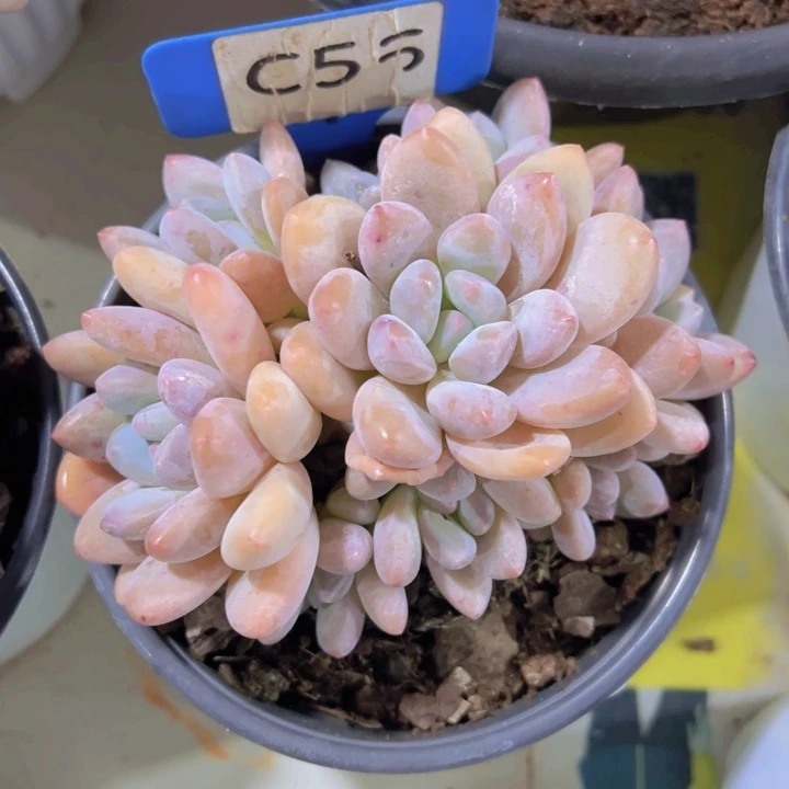 健健康康平平安安