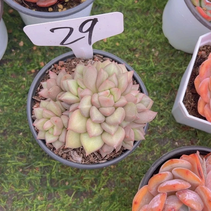 健健康康平平安安