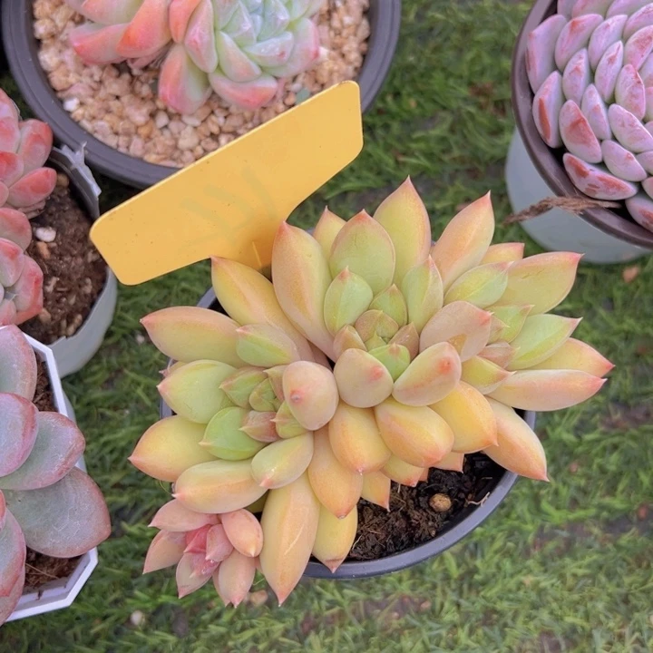 健健康康平平安安