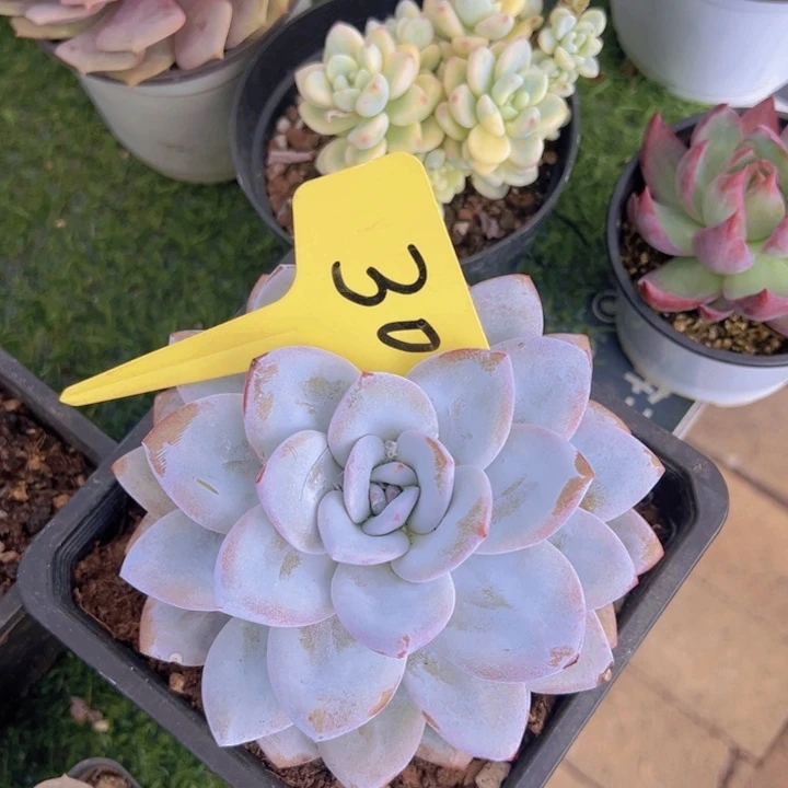 小**?雪莲多肉植物12546