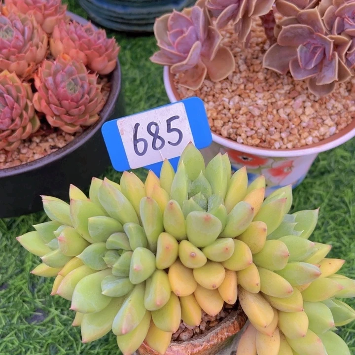 用****9洛可可的多肉植物