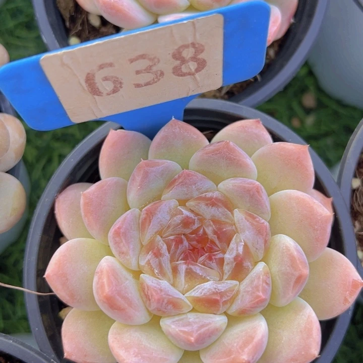 健健康康平平安安