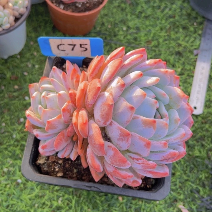 健健康康平平安安
