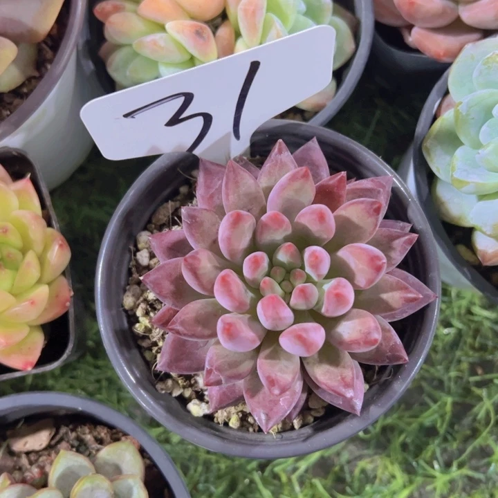 健健康康平平安安