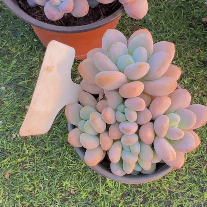 健健康康平平安安