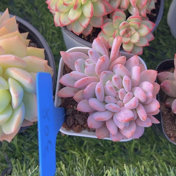 健健康康平平安安