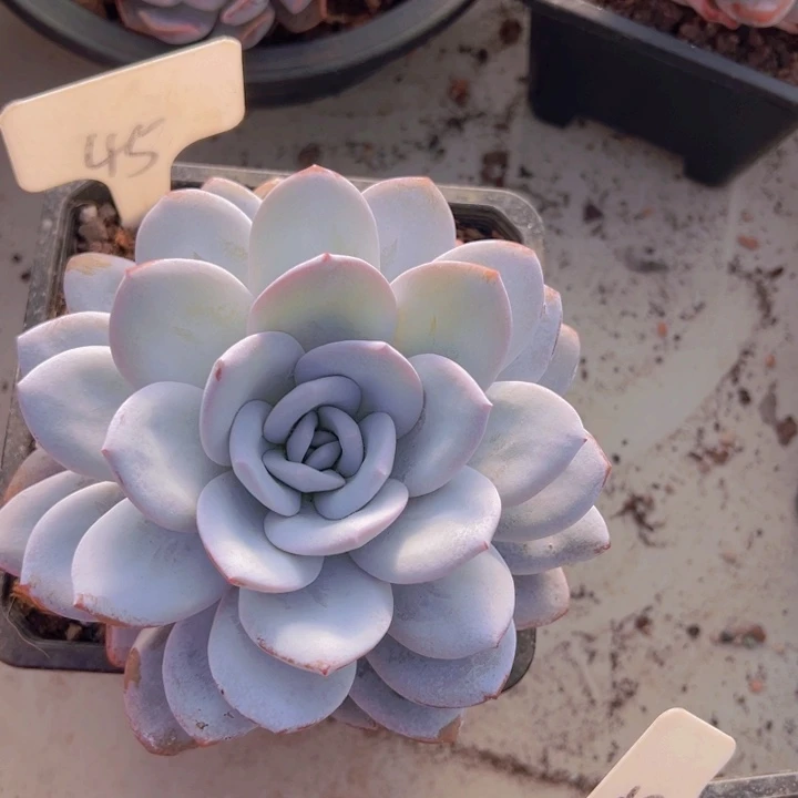 健健康康平平安安多肉植物