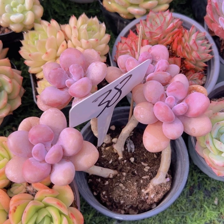 健健康康平平安安