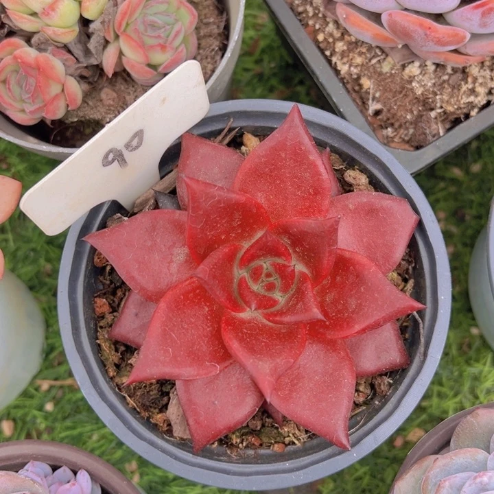 健健康康平平安安