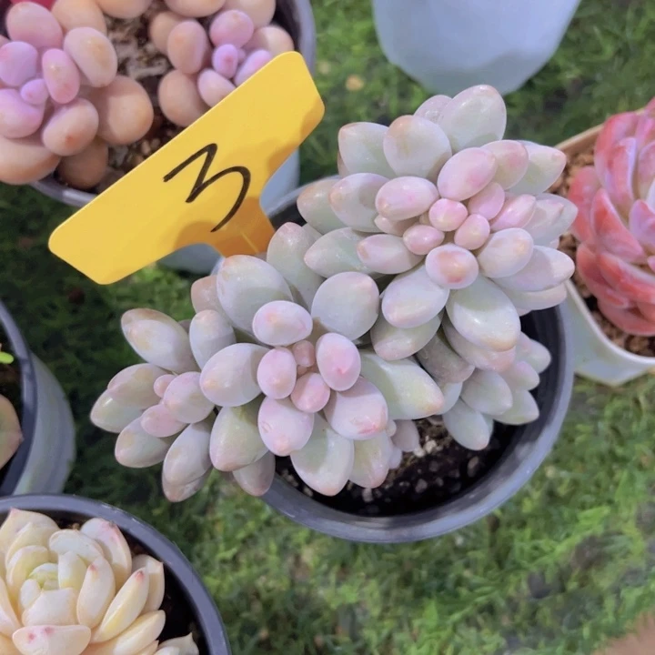 健健康康平平安安