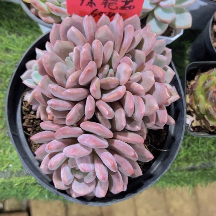 健健康康平平安安