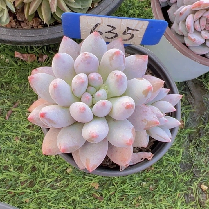 健健康康平平安安