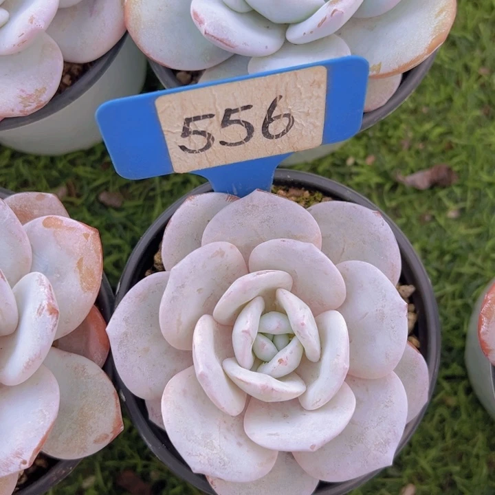 健健康康平平安安