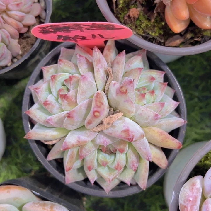 健健康康平平安安