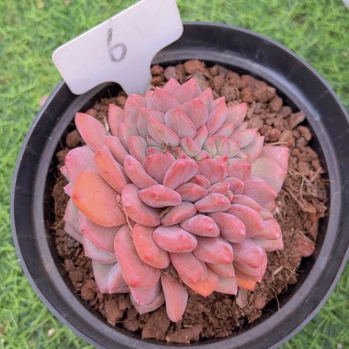 健健康康平平安安