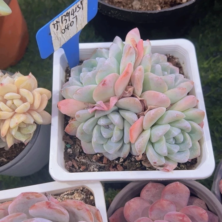 健健康康平平安安