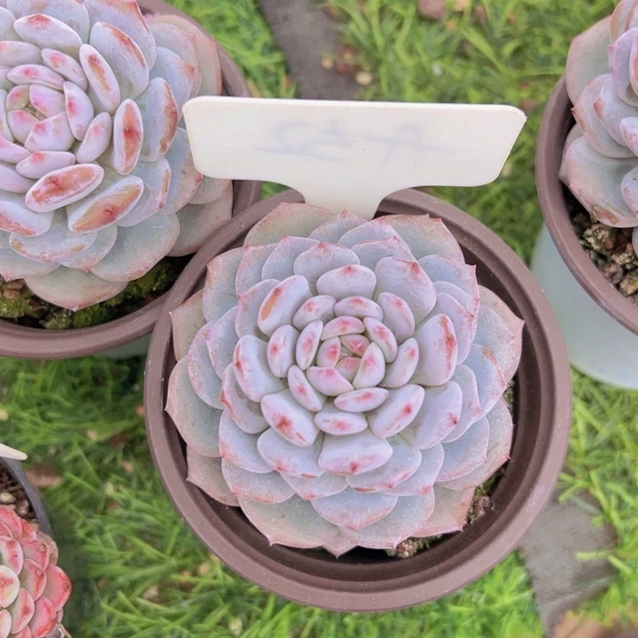 健健康康平平安安