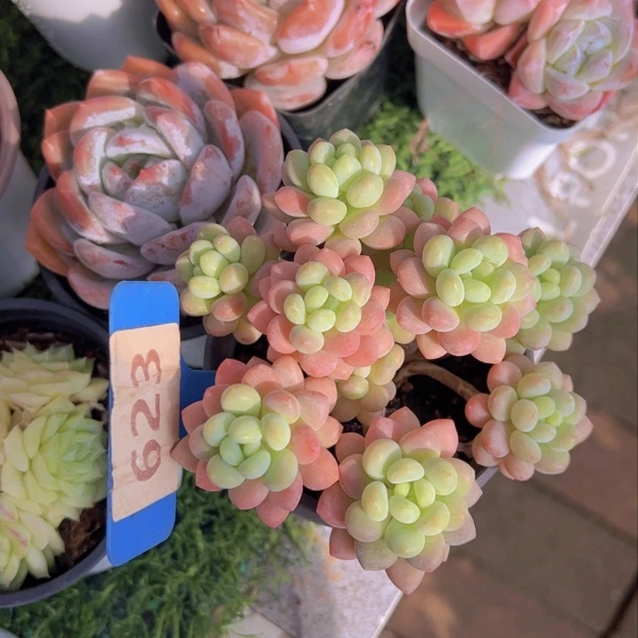 健健康康平平安安