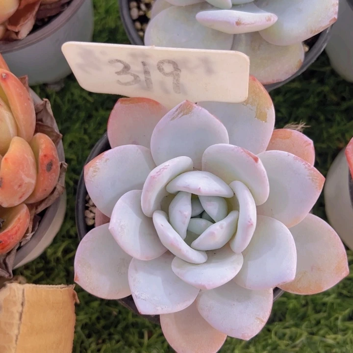 健健康康平平安安